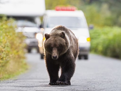 VIDEO: “Holy cow, there’s a bear in our car!” And the car doesn’t come out of it well