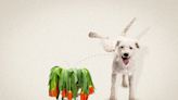 Is Dog Pee Really So Bad for Plants?