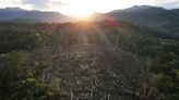 Programa de protección del bosque peruano plantea dudas