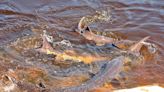 Wisconsin's Wolf River sturgeon spawn draws curious viewers - Outdoor News