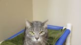 Ready to hang out with Shmoo? Meet this delightful tabby, along with two sweet pups