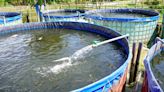 Researchers discover remarkable potential of wastewater from soy milk production in fish industry: 'A significant step forward in sustainable aquaculture practices'