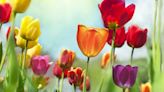 Here's When to Plant Tulip Bulbs for a Colorful Garden This Spring