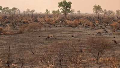 El Pantanal de Brasil, el humedal más grande del mundo, rompe récord de incendios en lo que va de 2024