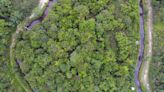 Carbon Fight Over Vegas-Size Jungle Plot Escalates in Indonesia