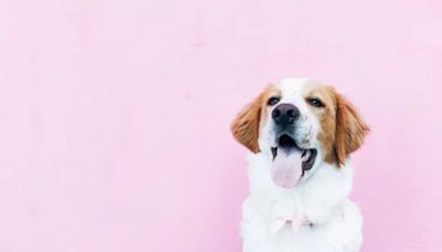 The Best Unique Dog Names for Your Pet