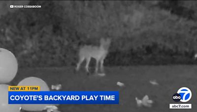 Coyote enjoys playtime in Yorba Linda backyard; rare behavior caught on video