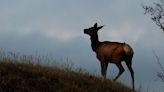 8-year-old girl recovering after "unusual" elk attack in Northern Colorado