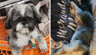 DC dog owner desperate for return of stolen Shih Tzu 'Theo'