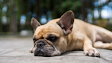 Abused Senior French Bulldog Finds 'Peace and Comfort' in Stuffed Dog Toy