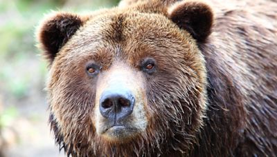 Photographer Loses $20K Legal Battle Over Traffic Ticket for Wounded Grizzly Bear