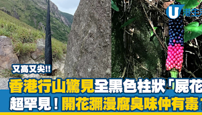 香港行山驚見全黑色柱狀「屍花」 超罕見！開花瀰漫腐臭味仲有毒？