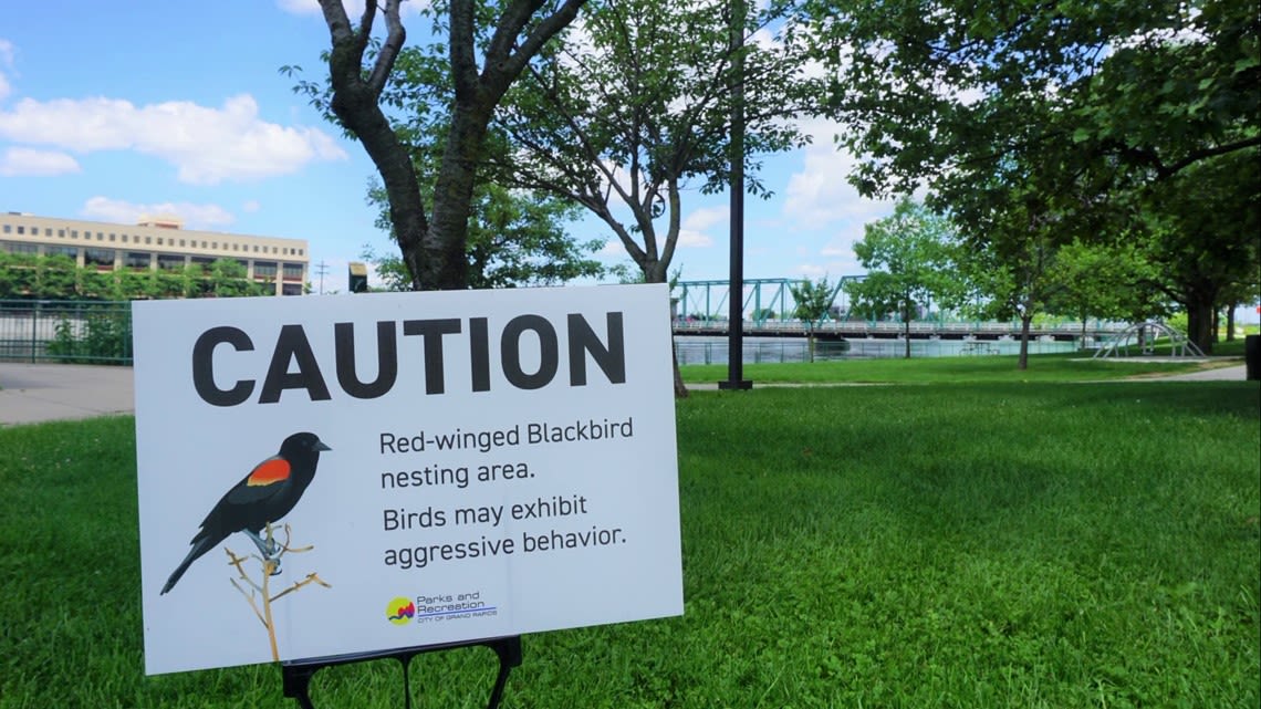 How to avoid the swooping, squawking of red-winged blackbirds along the Grand Rapids riverfront this spring