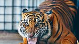 Hunt for extinct Javan tiger sparks hope