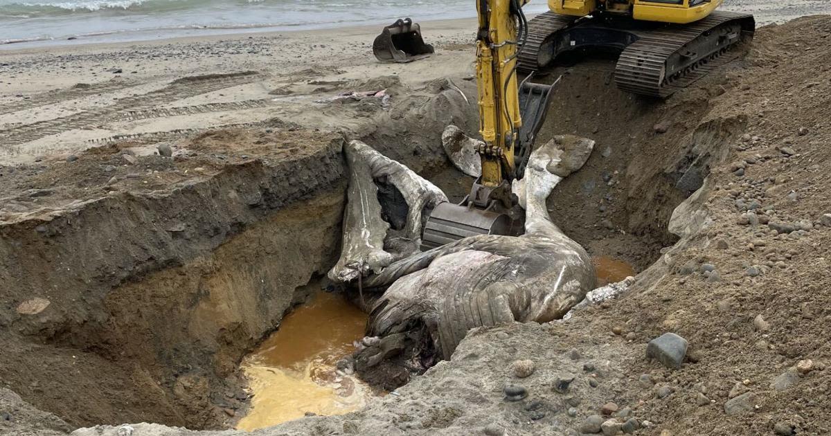Problem solved: Dead whale that washed up twice is buried on the beach