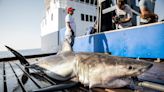 White shark located near Rye's Jenness Beach: What to know and how shark tracking works