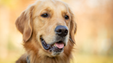 Golden Retriever Gives Mom the Cutest Side-Eye for Interrupting His Movie