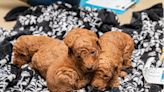 Iowa authorities rescue nearly 100 dogs from apparent puppy mill during routine welfare check