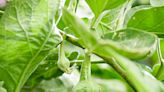 10 Marigold Companion Plants for a Pest-Free Garden