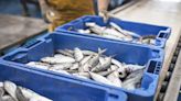 150 new work permits announced for sea fishers