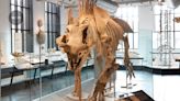 Why museums should repatriate fossils