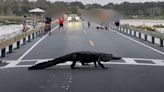 Video shows massive gator leisurely crossing the road at South Carolina park, drawing onlookers