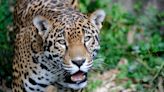 No jaguars in New Mexico as feds deny request to recover species in Gila National Forest