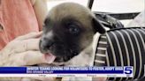 Winter Texans seeking volunteers to foster, adopt stray dogs found in La Joya