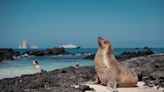 Ecoventura Is Running a Flash Sale on Luxury Galapagos Cruises