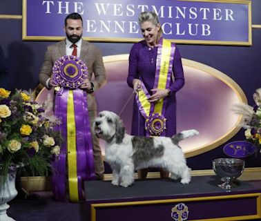 Westminster Dog Show schedule 2024: Dates, times, TV channels, live stream & list of past winners | Sporting News Canada