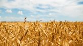 Russia Could Put Wheat Market in a Vice Grip as Prices Rise