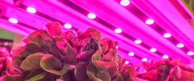 3 Vertical Farming Stocks Growing Profits Indoors