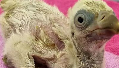 London Zoo: Vulture Rupert is 'key step forward' for species