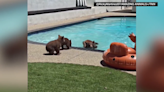 'We love living with them': Family of bears throw weekly pool parties at couple's home