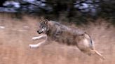 Gray wolf found dead in Colorado likely killed by mountain lion