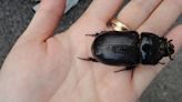 State grants available in fight against coconut rhinoceros beetles