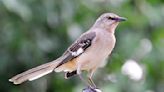 Who's that singing? As fall migration arrives, apps that ID birds by sound have taken off