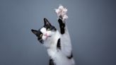 Why do cats' claws retract but dogs' claws don't?