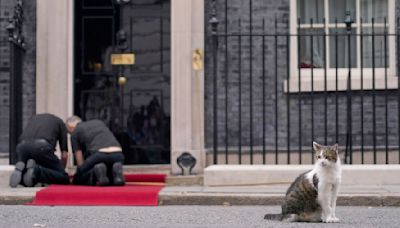 Kein Hund für die Downing Street: Premier holt Kätzchen