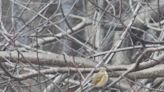 Whiting man photographs red-flanked bluetail for the first time within the eastern U.S.