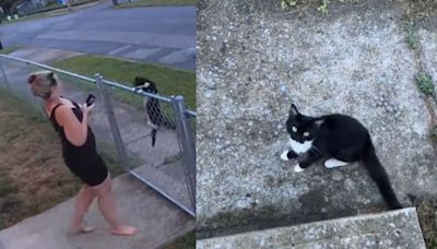 Desperate Cat Chooses Dog Mom & Leads Her to Her Kittens