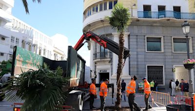 Medio Ambiente repone marras de palmeras en la plaza del Arenal