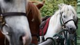 Paris bans pony rides for children following animal rights campaign