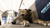Air travel has gone to the dogs — literally. Here’s what to know about BARK Air