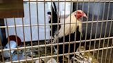 String of cockfighting busts in Texas has animal advocates urging changes to current laws