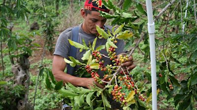 Why the price of Hawaii coffee is about to go up