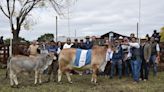 Nacionales ganaderas: se eligieron los grandes campeones Brahman