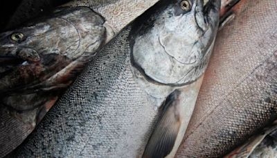 Federal agency launches yearlong review over whether to list Alaska king salmon as endangered species