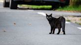 Cat Tossed From Vehicle in Pennsylvania, Rescued by Passerby