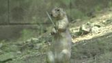 Beardsley Zoo implements hot weather protocol for animals